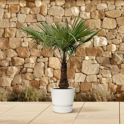 Trachycarpus - 240 cm - Ø45
