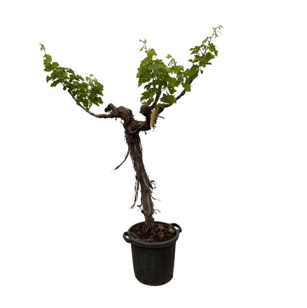 Grape tree (Vitis Vinifera) trunk branched - 220cm - ø55