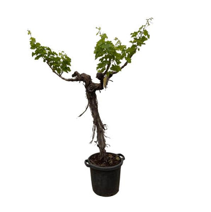 Grape tree (Vitis Vinifera) trunk branched - 220cm - ø55