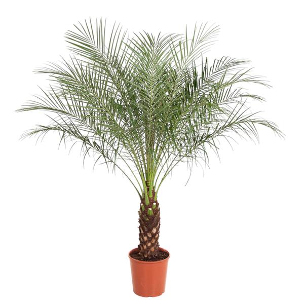 Phoenix Roebelenii - 190 cm - ø40
