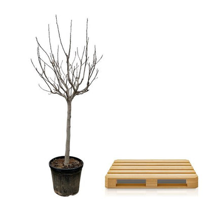 Ficus Carica on stem - 250 cm - ø45