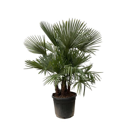 Trachycarpus multi trunk - 230cm - Ø50