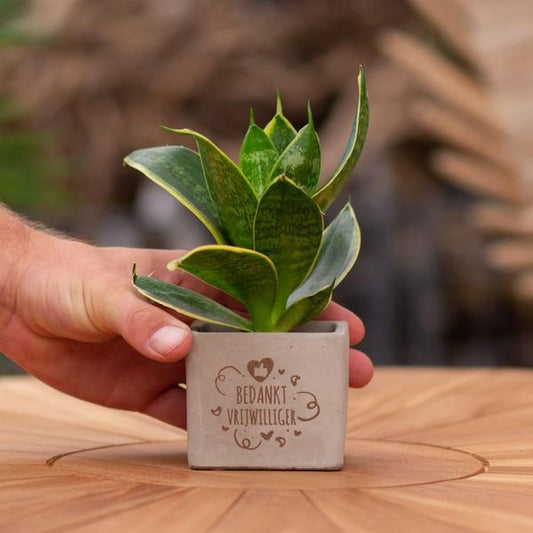 Congreet plantpots + Sansevieria | Bedankt vrijwilliger