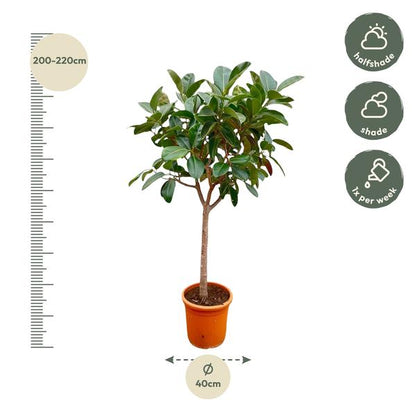 Ficus Elastica Robusta on stem - 210cm - ø40