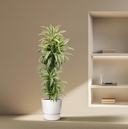 Dracaena Zitrone Limette - 170 cm - ø34