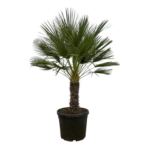 Chamaerops Humilis on stem - 150 cm - Ø45cm