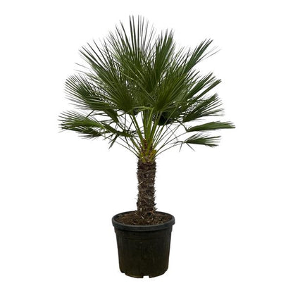 Chamaerops Humilis on stem - 150 cm - Ø45cm