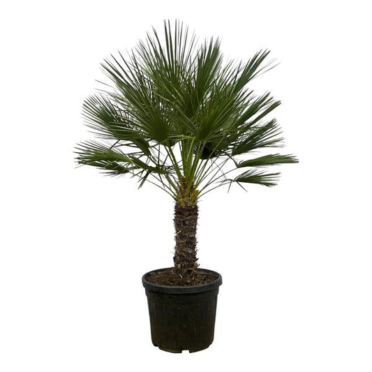 Chamaerops Humilis on stem - 150 cm - Ø45cm