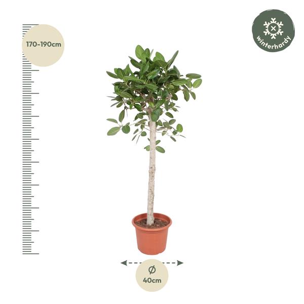 Ficus Benghalensis-Baum - 190 cm - ø40