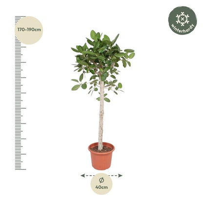 Ficus Benghalensis-Baum - 190 cm - ø40