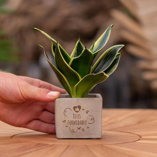 Congreet plantpots + Sansevieria | Tu es formidable