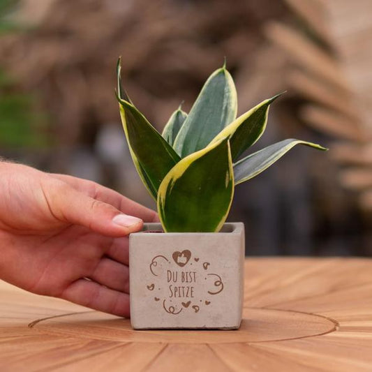Congreet plantpots + Sansevieria | Du bist Spitze