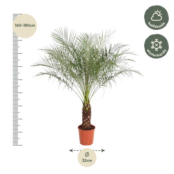 Phoenix Roebelenii - 190 cm - ø40
