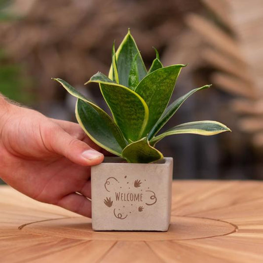 Congreet plantpots + Sansevieria | Welcome
