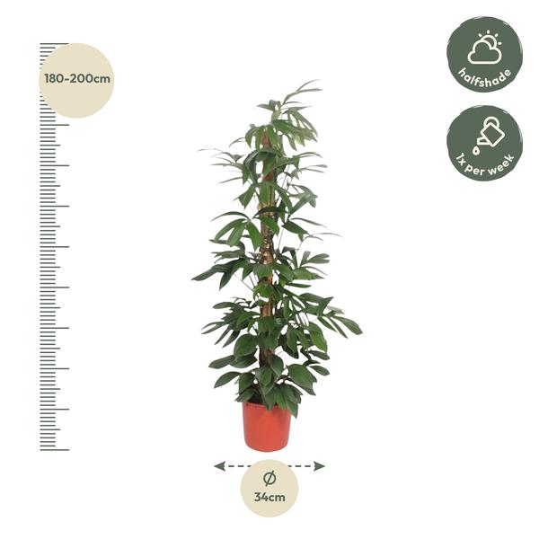 Philodendron Dragon Tail moss stick - 220 cm - ø34