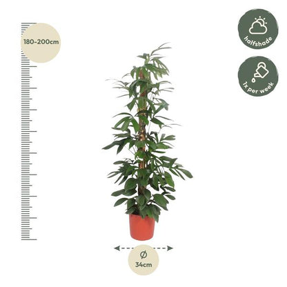 Philodendron Dragon Tail moss stick - 220 cm - ø34