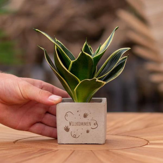Congreet plantpots + Sansevieria | Willkommen
