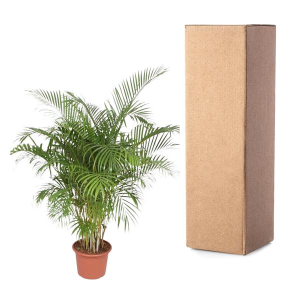 Dypsis Lutescens (Areca-Palme) - 200 cm - ø40