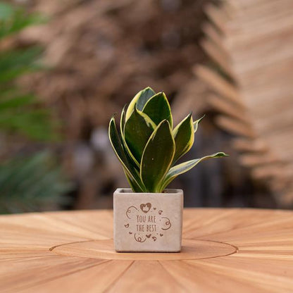 Congreet plantpots + Sansevieria | You are the best
