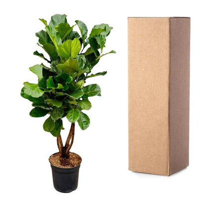 Ficus Lyrata branched XL - 190cm - ø32