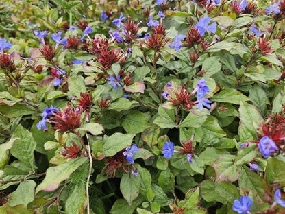 12x Ceratostigma plumbaginoides - ↕10-25cm - Ø9cm