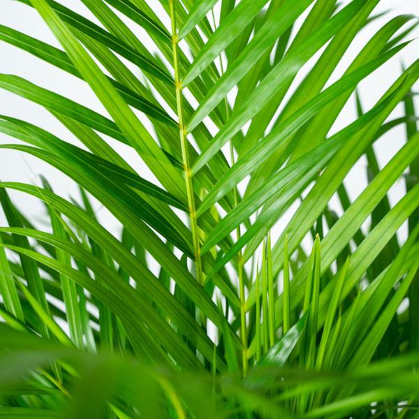 Areca mit Korb - ↕110cm -Ø21cm