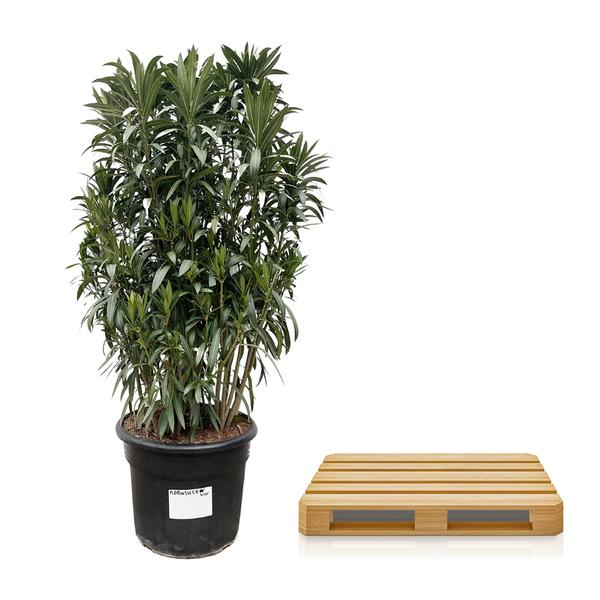 Nerium Oleander shrub - 190cm- Ø55