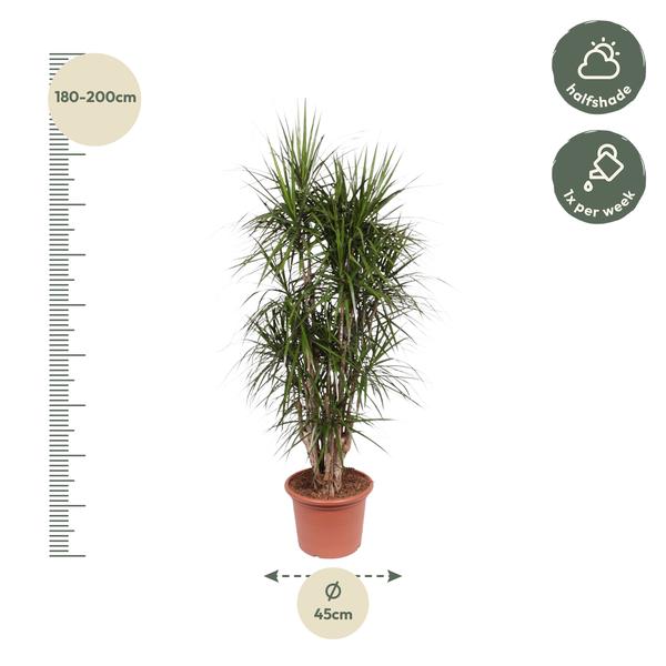 Dracaena Marginata verzweigt - 190 cm - ø35