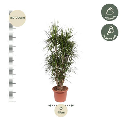 Dracaena Marginata verzweigt - 190 cm - ø35