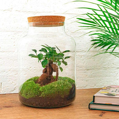 DIY Terrarium - Milky mit Bonsai - ↕ 30 cm - Harke + Schaufel + Pinzette
