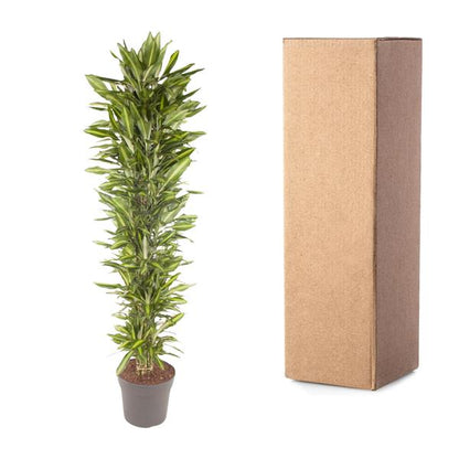 Dracaena Cintho branched - 210 cm - ø40