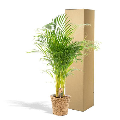 Areca mit Korb - ↕110cm -Ø21cm