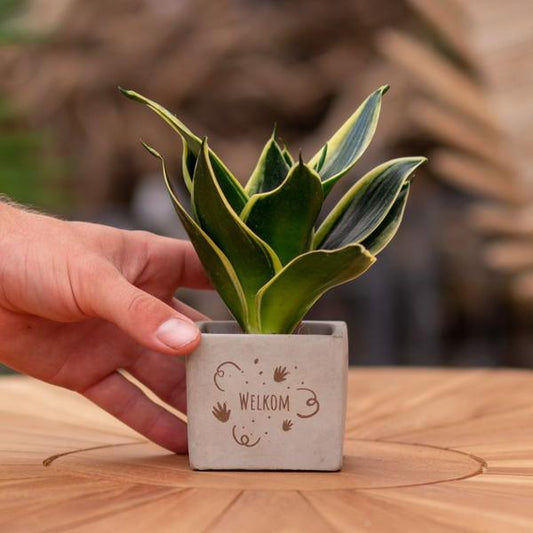 Congreet plantpots + Sansevieria | Welkom
