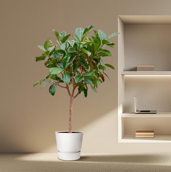 Ficus Elastica Robusta on stem - 210cm - ø40