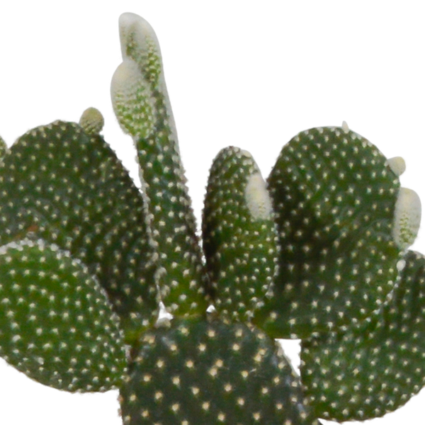 Kaktusmischung 10,5 cm - 3x - im Terrakottatopf