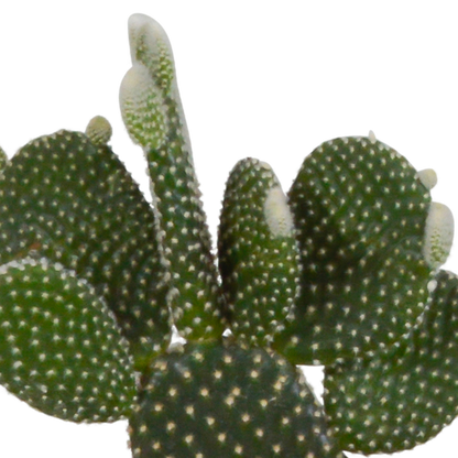Kaktusmischung 10,5 cm - 3x - im Terrakottatopf