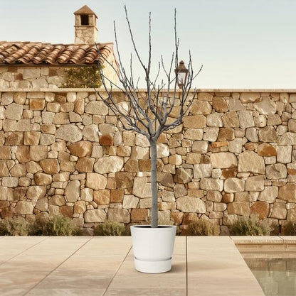 Ficus Carica on stem - 250 cm - ø45