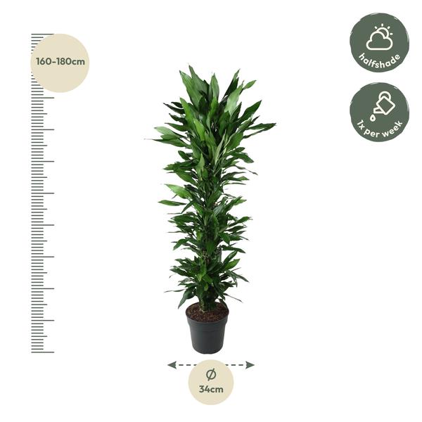 Dracaena Janet Lind branched - 170 cm - ø34