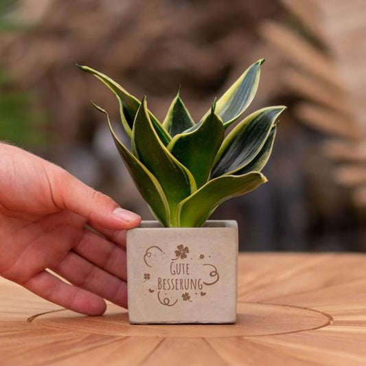 Congreet plantpots + Sansevieria | Gute Besserung