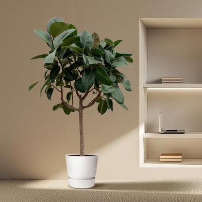Ficus Elastica Robusta on stem - 200 cm - ø40