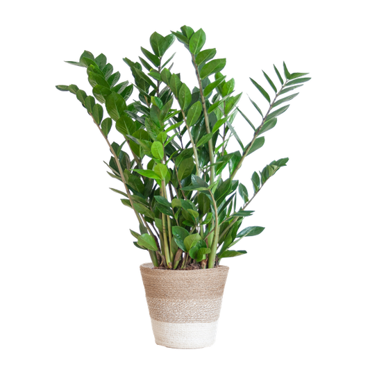 Zamioculcas Zamiifolia with Basket Lisbon white - 80cm - Ø21