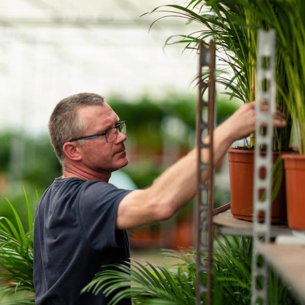 Areca mit Korb - ↕110cm -Ø21cm