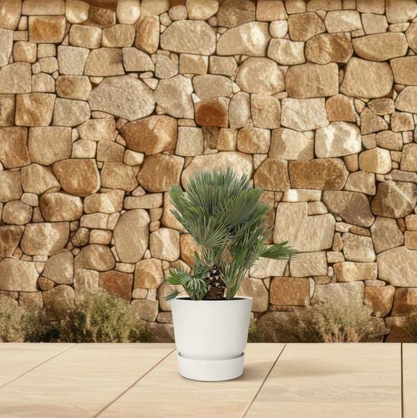 Chamaerops Humilis compact - 120cm - ø45