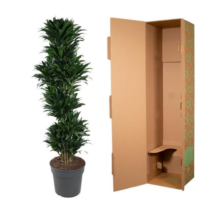 Dracaena Compacta branched - 170 cm - ø34