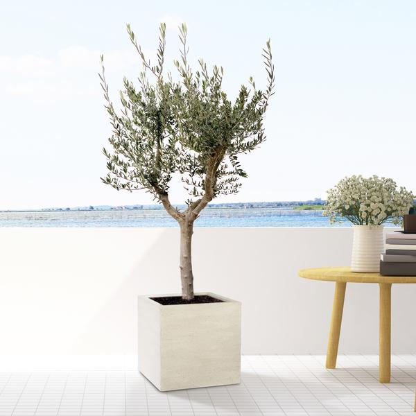 Block Beige gewaschen - L - T50 x H50
