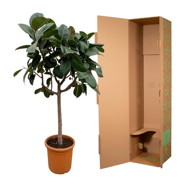 Ficus Elastica Robusta on stem - 200 cm - ø40