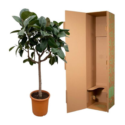 Ficus Elastica Robusta on stem - 200 cm - ø40