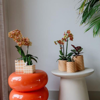 Hummingbird Home | Candy decorative pot - Peach - Ø9cm