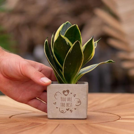 Congreet plantpots + Sansevieria | You are the best
