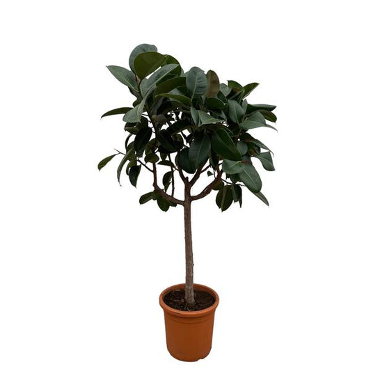 Ficus Elastica Robusta on stem - 200 cm - ø40